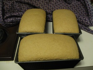breadrising
