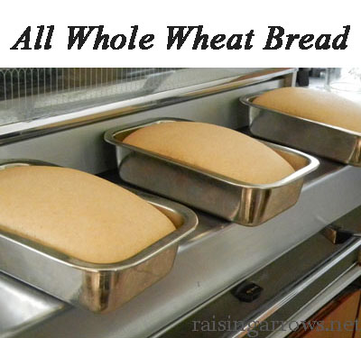 Whole Wheat Bread recipe