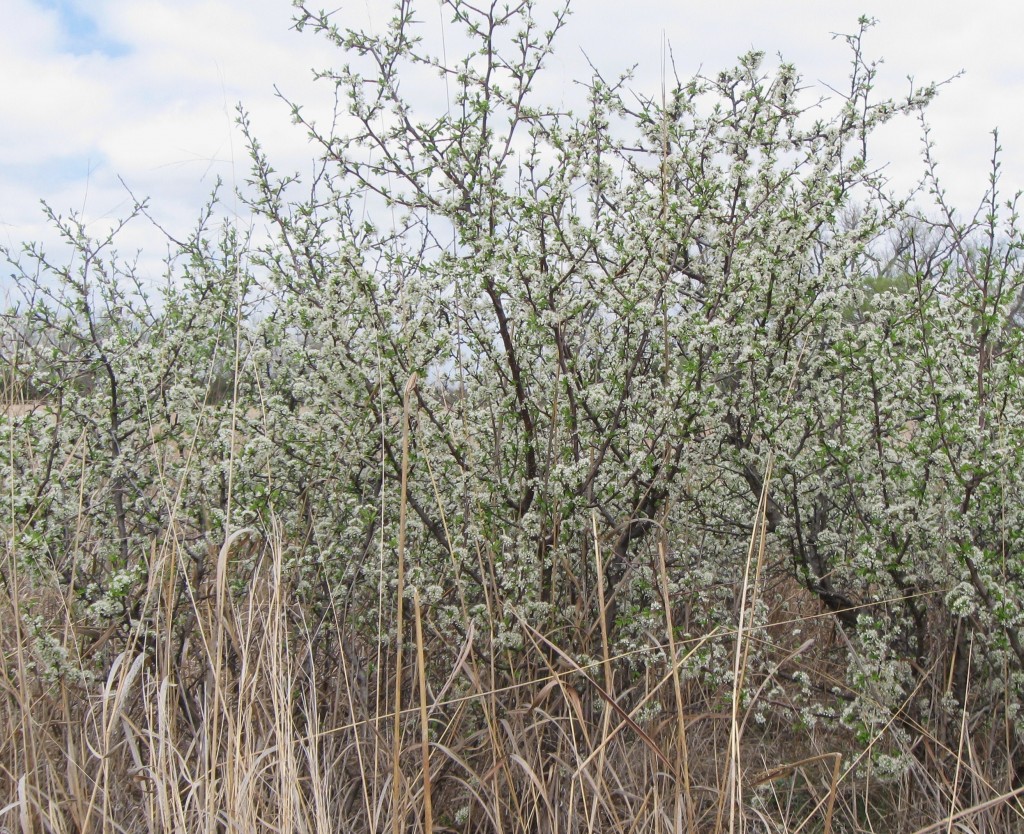 sandhill plum bloom