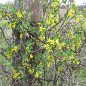 mystery bush