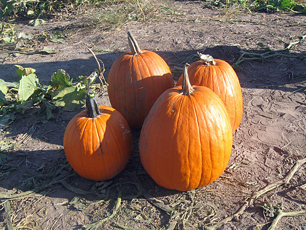 pumpkins