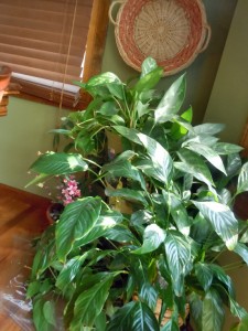 plants
