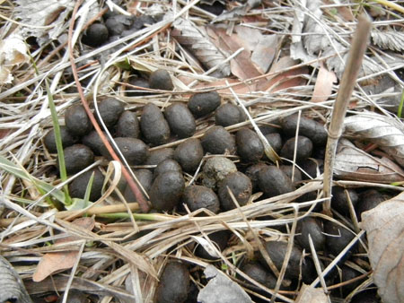 deer droppings