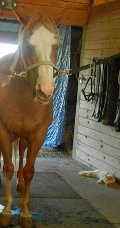horse horse