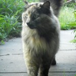 cat cat