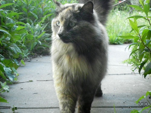 cat cat