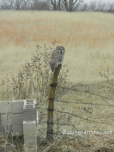 owl